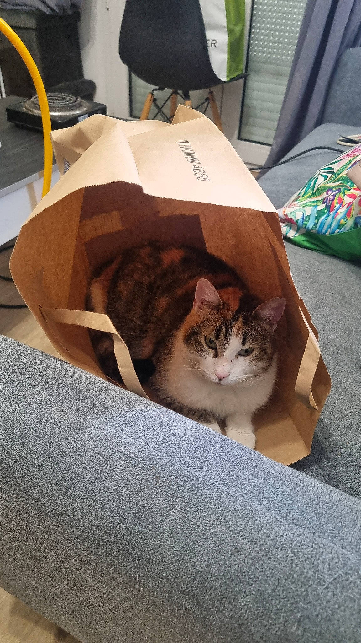 Moon a rejoint le concours — aidez-le/la à gagner de superbes lots ! bag, box, cardboard, carnivore, cat, chair, comfort, domestic_short_haired_cat, fawn, felidae, fur, grey, hardwood, linens, luggage_and_bags, nap, room, small_to_medium_sized_cats, whiskers, wood