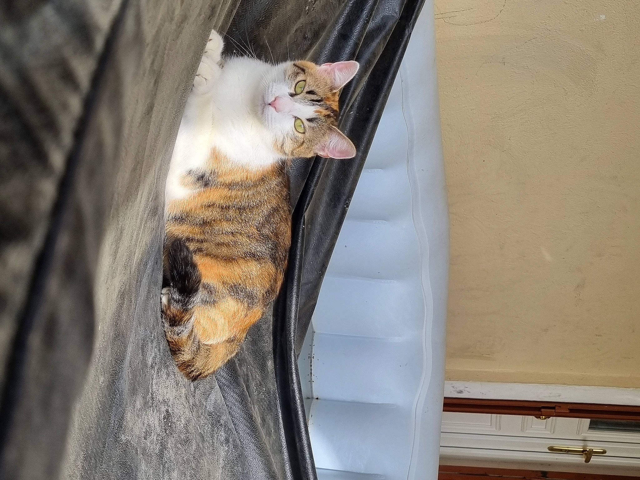 Moon a rejoint le concours — aidez-le/la à gagner de superbes lots ! animal_shelter, carnivore, cat, claw, domestic_short_haired_cat, fawn, felidae, fur, hardwood, mammal, small_to_medium_sized_cats, snout, tail, whiskers, wood