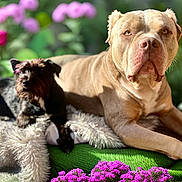 Diesel And Prince is registered to the contest to win money with this photo: dog, two_dogs, large_dog, small_dog, outdoor, garden, flowers, blanket, relaxed, sunlight, greenery, purple_flowers, cozy, pets, nature, resting, animal, companion, fur, summer
