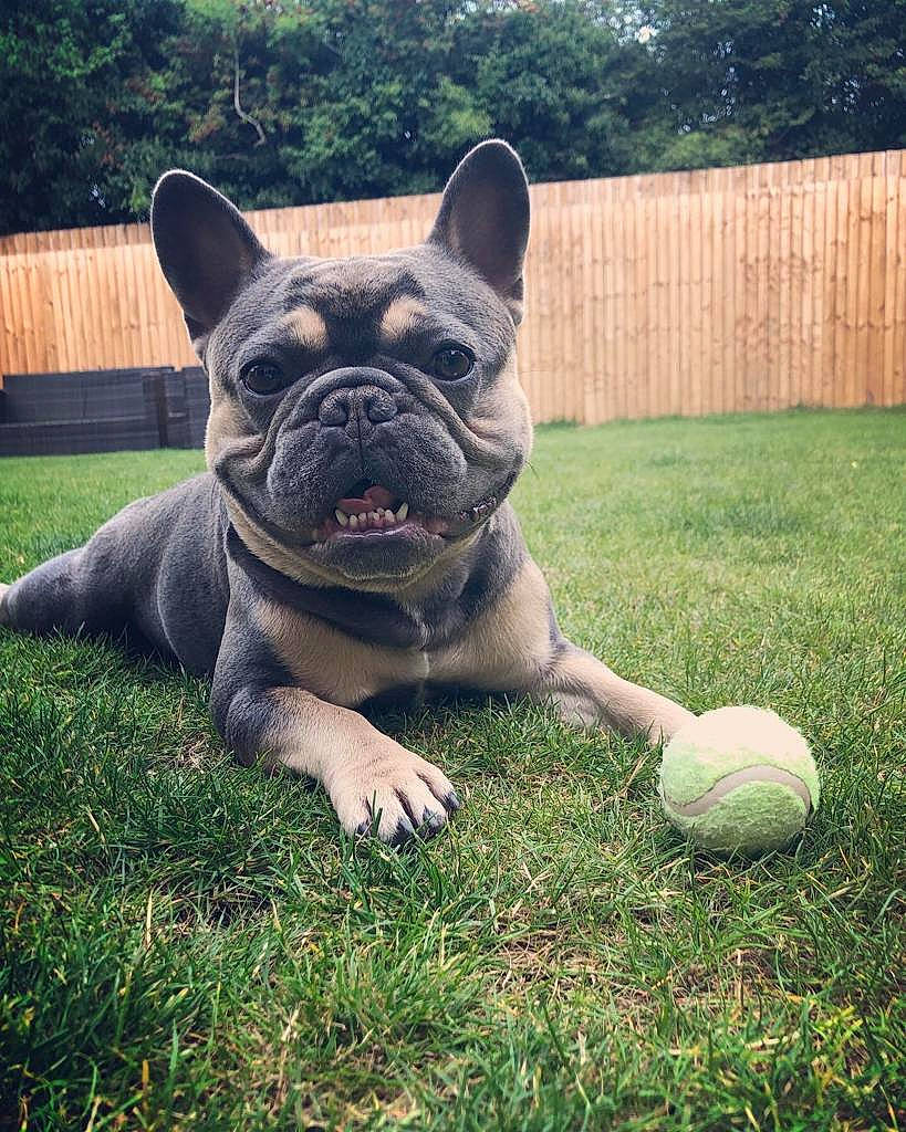Hugo joined the competition — help win amazing prizes! bulldog, canidae, carnivore, companion_dog, dog, dog_breed, fawn, fence, grass, home_fencing, lawn, molosser, plant, snout, sporting_group, terrestrial_animal, toy_dog, tree, whiskers, wrinkle