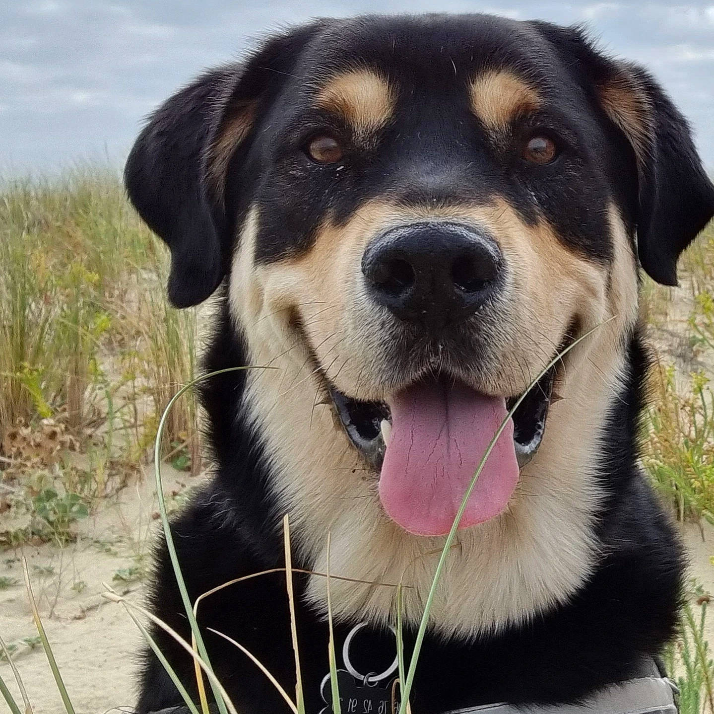 Hades participe au concours pour gagner de l'argent avec cette photo : canidae, carnivore, circle, cloud, collar, companion_dog, dog, dog_breed, dog_collar, fur, grass, plant, sky, snout, sporting_group, terrestrial_animal, whiskers, working_animal, working_dog