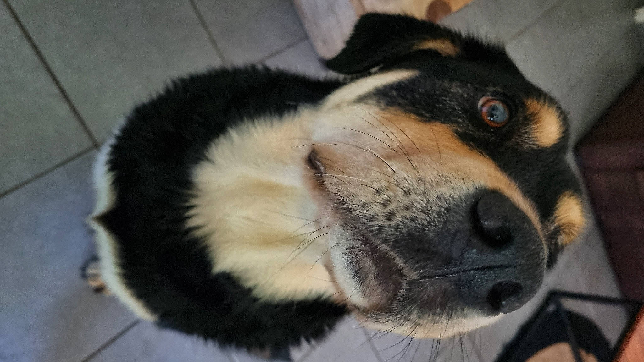 Hades participe au concours pour gagner de l'argent avec cette photo : ancient_dog_breeds, canidae, carnivore, comfort, companion_dog, dog, dog_breed, fawn, fur, giant_dog_breed, nap, paw, puppy, sporting_group, tail, terrestrial_animal, whiskers, working_animal, working_dog