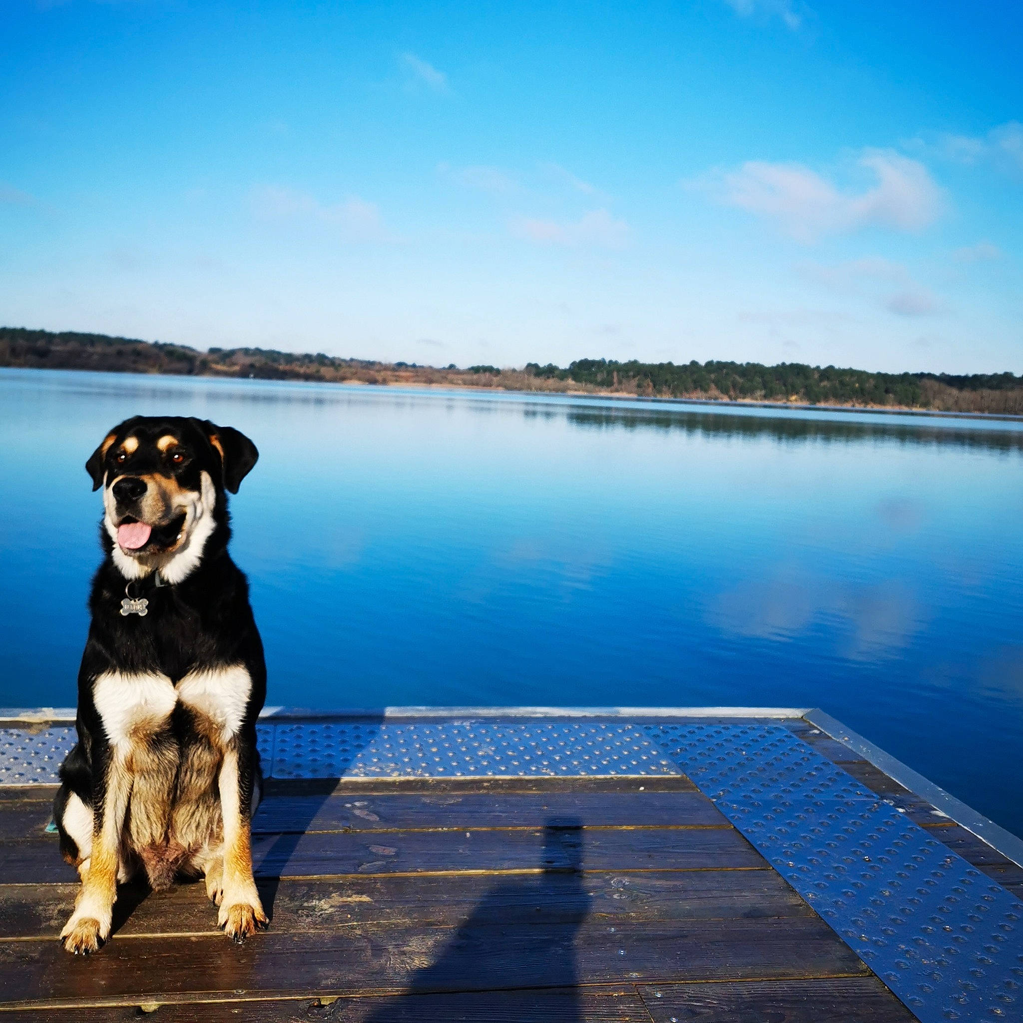 Hades participe au concours pour gagner de l'argent avec cette photo : canidae, carnivore, cloud, dock, dog, dog_breed, entlebucher_mountain_dog, greater_swiss_mountain_dog, guard_dog, lake, leash, reflection, river, sky, sporting_group, water, water_resources, working_dog