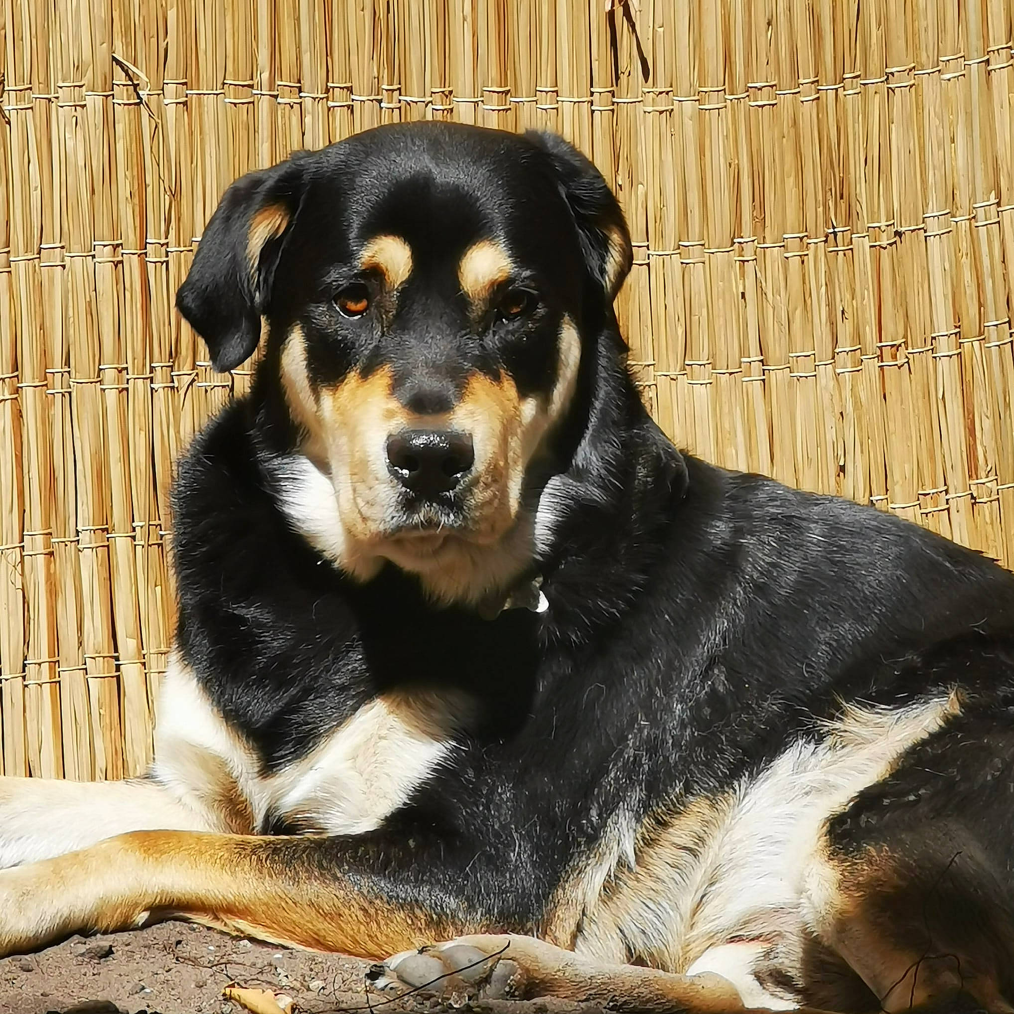 Hades participe au concours pour gagner de l'argent avec cette photo : ancient_dog_breeds, appenzeller_sennenhund, canidae, carnivore, companion_dog, dog, dog_breed, entlebucher_mountain_dog, greater_swiss_mountain_dog, huntaway, hunting_dog, mammal, rare_breed_dog, snout, vertebrate, whiskers, working_dog