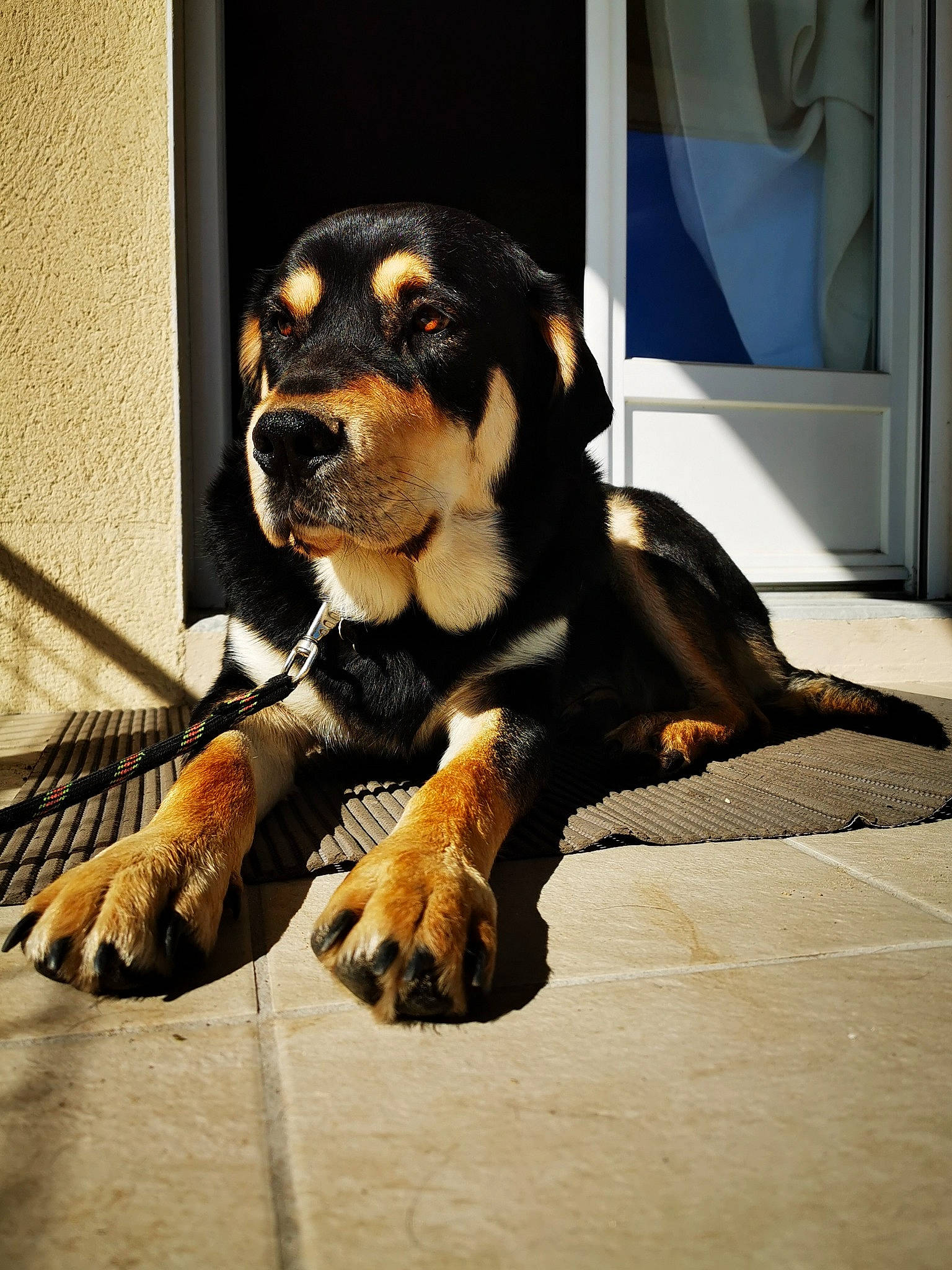 Hades participe au concours pour gagner de l'argent avec cette photo : canidae, carnivore, dog, dog_breed, fawn, huntaway, mammal, paw, puppy, rottweiler, snout, sporting_group, vertebrate