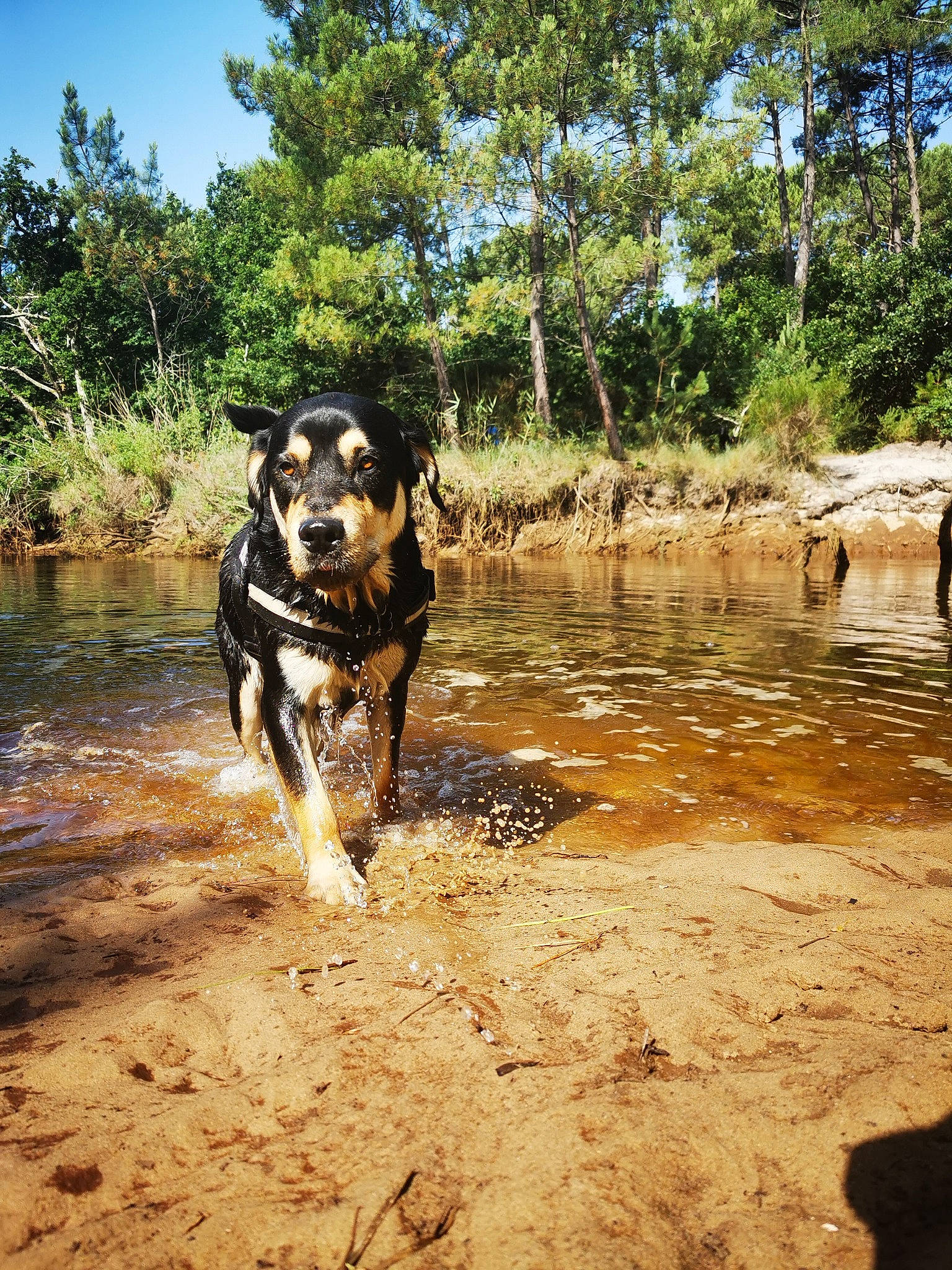 Hades participe au concours pour gagner de l'argent avec cette photo : adventure, canidae, carnivore, dog, dog_breed, dog_walking, guard_dog, hunting_dog, mud, river, sporting_group, summer, trail, tree, walking, water, water_resources, wilderness, working_animal, working_dog