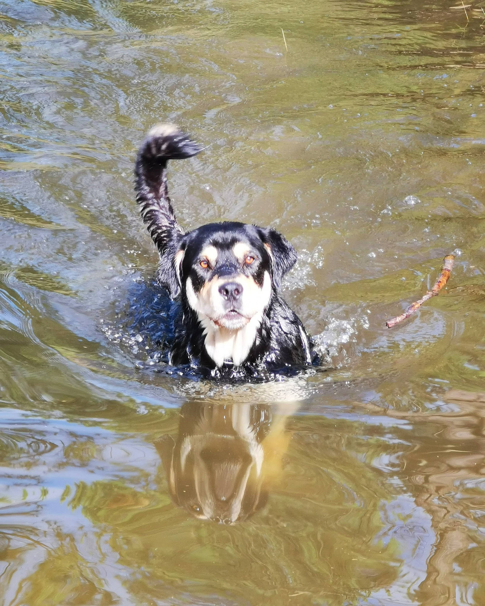 Hades a rejoint le concours — aidez-le/la à gagner de superbes lots ! canidae, carnivore, dog, dog_breed, hunting_dog, sporting_group, water, water_resources, watercourse, working_dog