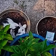 Bandit participe au concours pour gagner de l'argent avec cette photo : cat, plant, planter, flower_pot, soil, greenery, garden, outdoor, pet, black_and_white_cat, curious, peeking, stone_floor, gravel, leaf, nature, pottery, small_animal, cute, hidden