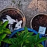 cat, plant, planter, flower_pot, soil, greenery, garden, outdoor, pet, black_and_white_cat, curious, peeking, stone_floor, gravel, leaf, nature, pottery, small_animal, cute, hidden