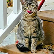 Anaya is registered to the contest to win money with this photo: cat, tabby, animal, pet, outdoor, stairs, tongue_out, licking, fur, whiskers, ears, yellow_eyes, leaf, concrete, railing, sitting, cute, feline, sidewalk, nature