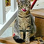 cat, tabby, animal, pet, outdoor, stairs, tongue_out, licking, fur, whiskers, ears, yellow_eyes, leaf, concrete, railing, sitting, cute, feline, sidewalk, nature