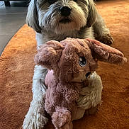 Nova participe au concours pour gagner de l'argent avec cette photo : dog, stuffed_toy, plush, orange_rug, indoors, pet, cute, fur, animal, toy, carpet, floor, home, cozy, mammal, playful, companion, relaxed, cute_pet, domestic_animal