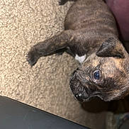 Karmen is registered to the contest to win money with this photo: puppy, dog, brindle, carpet, floor, pet, indoor, animal, cute, young, mammal, fur, small, walking, curious, leg, head, ear, nose, paw