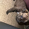puppy, dog, brindle, carpet, floor, pet, indoor, animal, cute, young, mammal, fur, small, walking, curious, leg, head, ear, nose, paw
