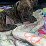 Karmen joined the competition — help win amazing prizes! puppy, dog, brindle, tongue_out, blanket, colorful, soft, cute, pet, indoor, young, animal, fur, lying_down, playful, closeup, cozy, resting, adorable, small