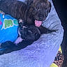 Karmen joined the competition — help win amazing prizes! puppy, dog, bed, blanket, tongue_out, snuggling, cozy, sleeping, fur, cute, pet, animal, resting, playful, indoor, soft, colorful, paw, young, companion