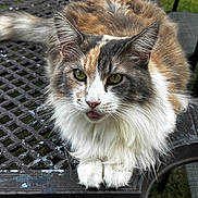 Micha is registered to the contest to win money with this photo: cat, fluffy, outdoor, table, metal, tongue, green_eyes, closeup, pet, animal, feline, whiskers, fur, relaxed, sitting, cute, playful, nature, garden, paw