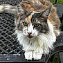 cat, fluffy, outdoor, table, metal, tongue, green_eyes, closeup, pet, animal, feline, whiskers, fur, relaxed, sitting, cute, playful, nature, garden, paw