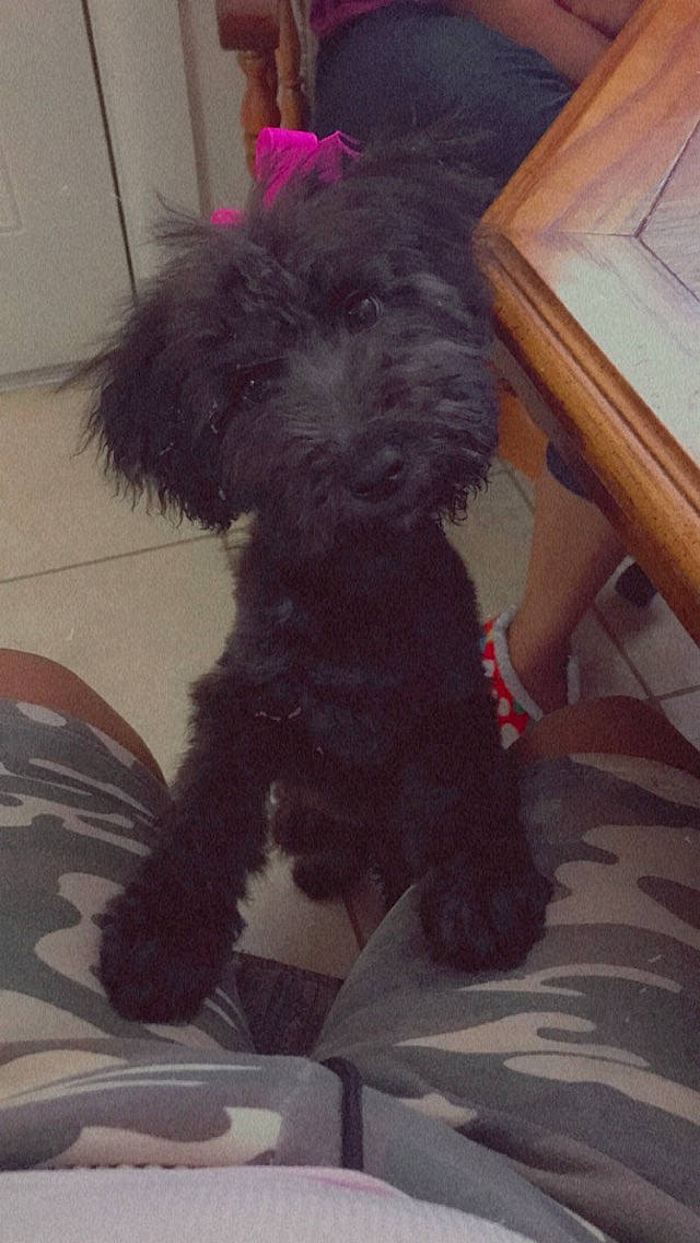 Mina is registered to the contest to win money with this photo: canidae, carnivore, companion_dog, dog, dog_breed, dog_supply, flooring, fur, hardwood, maltepoo, non_sporting_group, pet_supply, small_terrier, snout, sporting_group, terrier, toy_dog, water_dog, working_animal, yorkipoo