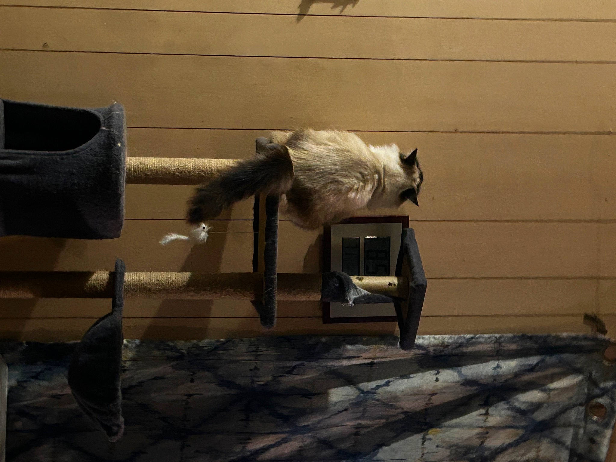 Lana is registered to the contest to win money with this photo: concrete, floor, flooring, fur, grey, hardwood, metal, monochrome, room, shadow, still_life_photography, tail, tile, tints_and_shades, visual_arts, wood