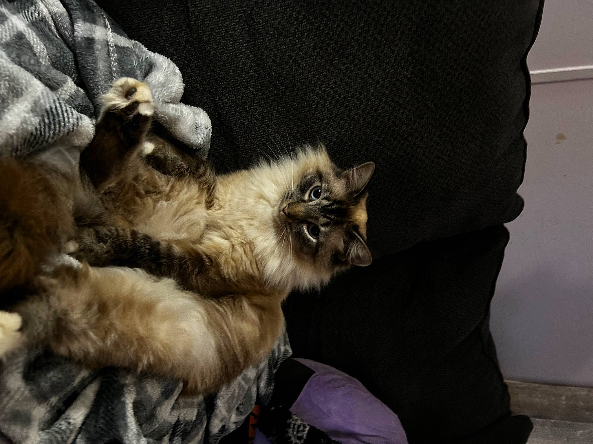 Lana is registered to the contest to win money with this photo: birman, canidae, carnivore, cat, claw, comfort, companion_dog, dog_breed, felidae, fur, grey, paw, small_to_medium_sized_cats, snout, tail, terrestrial_animal, whiskers, wildlife