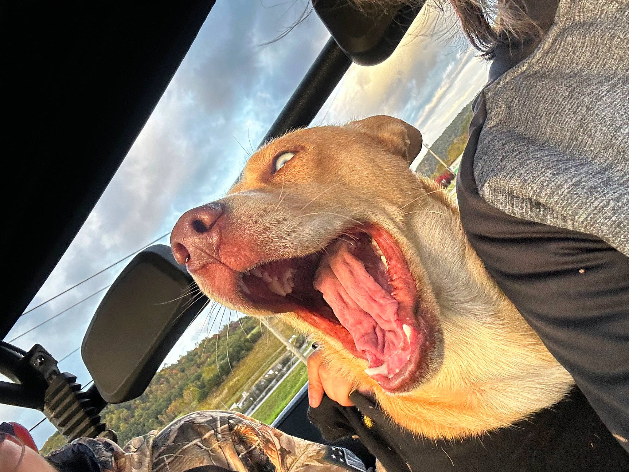 Harley is registered to the contest to win money with this photo: art, carnivore, companion_dog, dog, dog_breed, fang, fictional_character, fun, jaw, liver, microphone, personal_protective_equipment, shout, snout, sporting_group, tooth, whiskers, windshield, working_animal, yawn