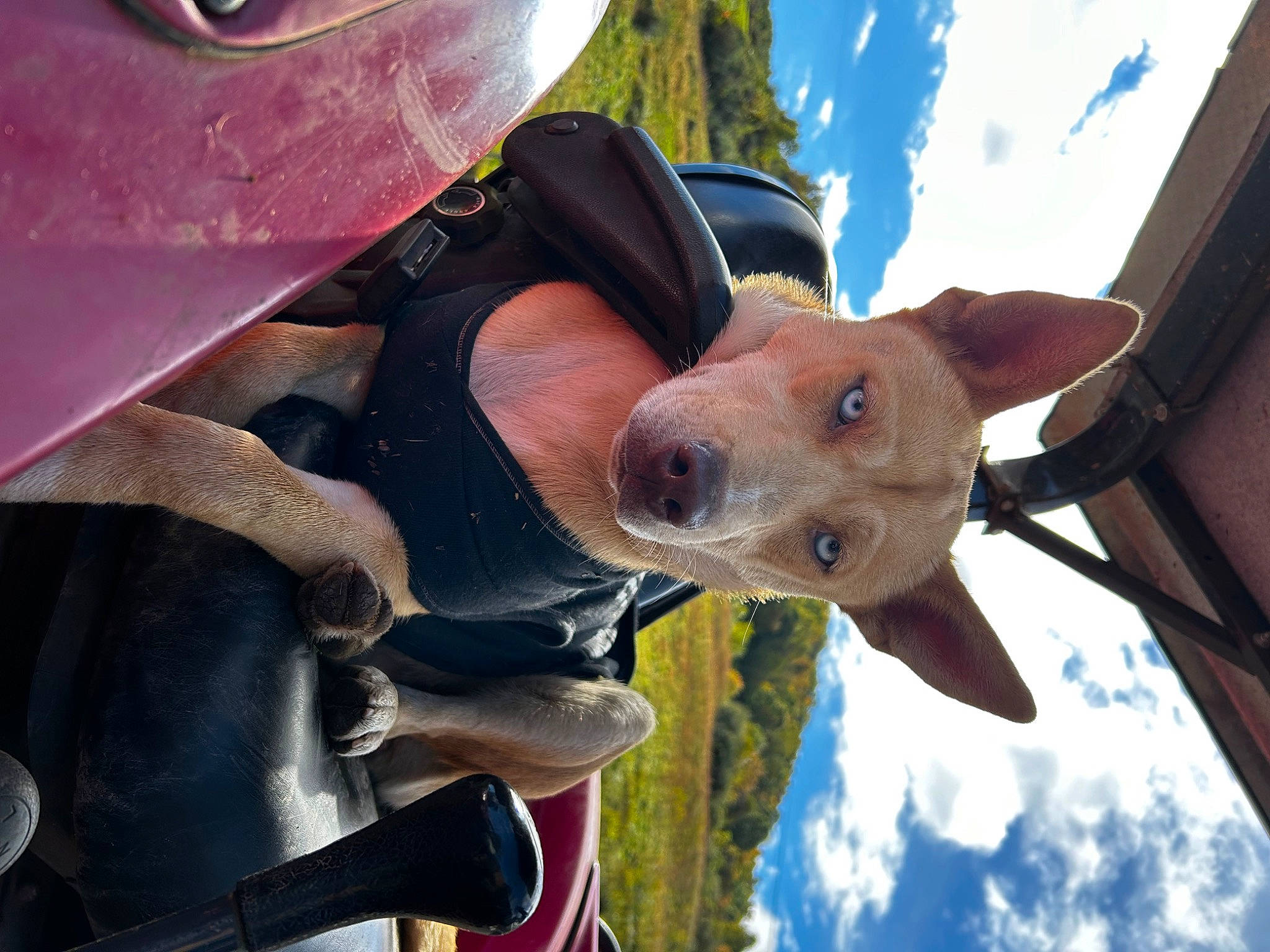 Harley is registered to the contest to win money with this photo: art, building, carnivore, cloud, collar, dog, dog_breed, fashion_accessory, fawn, fun, hat, head, helmet, personal_protective_equipment, recreation, sculpture, sky, snout, sunglasses, working_animal