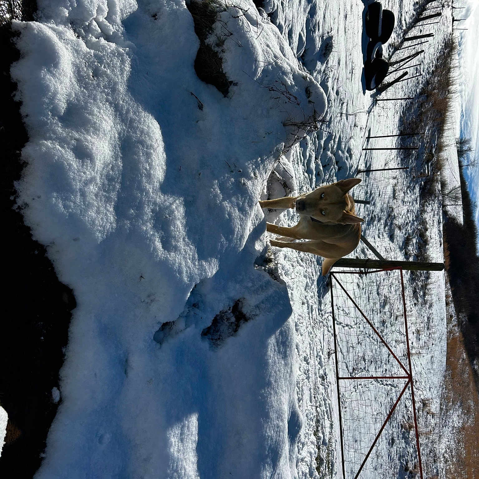 Harley joined the competition — help win amazing prizes! azure, biome, branch, footwear, freezing, geological_phenomenon, glacial_landform, ice_cap, morning, nature, plant, sky, slope, snow, sunlight, tree, water, window, wood, world