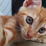 Mango a rejoint le concours — aidez-le/la à gagner de superbes lots ! cat, kitten, orange_tabby, close_up, whiskers, blue_eyes, fur, pet, animal, cute, curious, indoor, lying_down, young, mammal, domestic_cat, face, nose, ears, playful