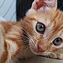 cat, kitten, orange_tabby, close_up, whiskers, blue_eyes, fur, pet, animal, cute, curious, indoor, lying_down, young, mammal, domestic_cat, face, nose, ears, playful