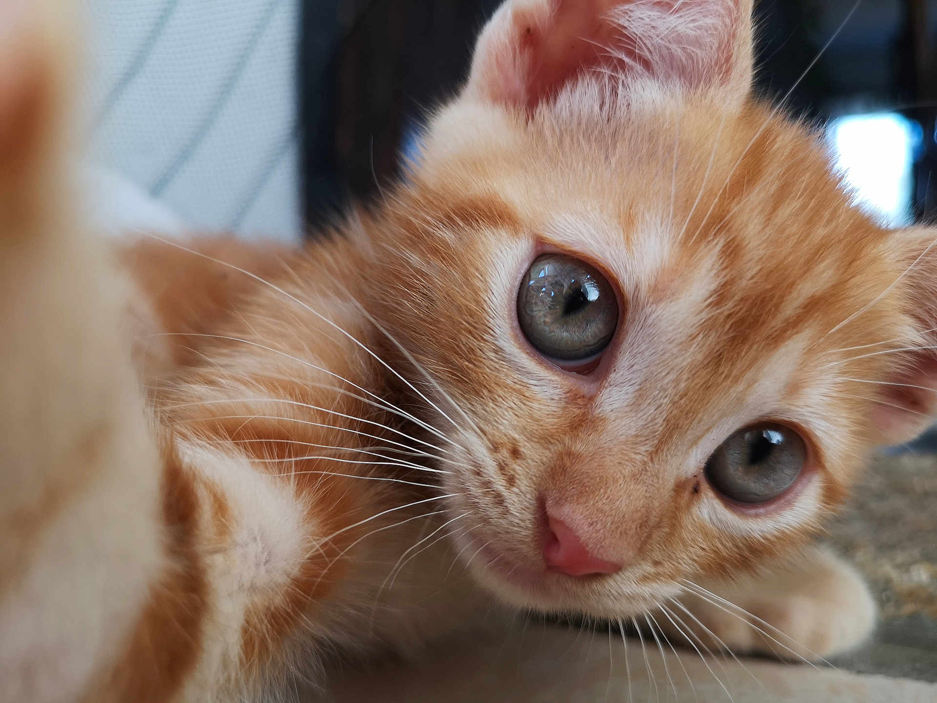 Mango a rejoint le concours — aidez-le/la à gagner de superbes lots ! cat, kitten, orange_tabby, close_up, whiskers, blue_eyes, fur, pet, animal, cute, curious, indoor, lying_down, young, mammal, domestic_cat, face, nose, ears, playful