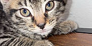 Luna And Leo is registered to the contest to win money with this photo: animal, cat, close_up, curious, cute, domestic_animal, ears, eyes, feline, fur, indoor, kitten, mammal, paw, pet, resting, tabby, whiskers, wooden_surface, young