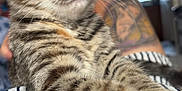 Luna And Leo is registered to the contest to win money with this photo: animal, blurred_background, cat, closeup, cute, domestic_cat, feline, fur, indoor, kitten, paw, pet, relaxed, resting, striped_clothing, tabby, tattoo, whiskers, young_cat, zipper