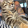 animal, blurred_background, cat, closeup, cute, domestic_cat, feline, fur, indoor, kitten, paw, pet, relaxed, resting, striped_clothing, tabby, tattoo, whiskers, young_cat, zipper
