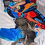 Luna And Leo joined the competition — help win amazing prizes! animal, bed, blanket, cat, child, colorful_blanket, comfort, cozy, cute, indoor, nap, peaceful, pets, pillow, rest, sleeping, tabby_cat, toddler, white_bedding, young_child