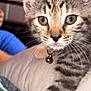 Luna And Leo is registered to the contest to win money with this photo: bell, cat, close_up, collar, curious, cushion, domestic_animal, feline, green_eyes, indoor, kitten, paw, person_in_background, pet, pink_background, soft_fabric, striped_fur, tabby, whiskers, young_animal