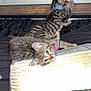 Luna And Leo is registered to the contest to win money with this photo: animal, blanket, cat, collar, cozy, cute, domestic, ears, feline, fur, indoor, kitten, looking, pet, pillow, playful, resting, tabby, whiskers, young