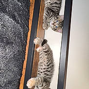 Luna And Leo joined the competition — help win amazing prizes! animal, bed, cat, collar, curious, cute, feline, fur, indoor, kitten, paw, pet, playful, relaxed, resting, sleeping_area, striped, tabby, whiskers, young