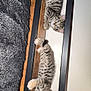 animal, bed, cat, collar, curious, cute, feline, fur, indoor, kitten, paw, pet, playful, relaxed, resting, sleeping_area, striped, tabby, whiskers, young
