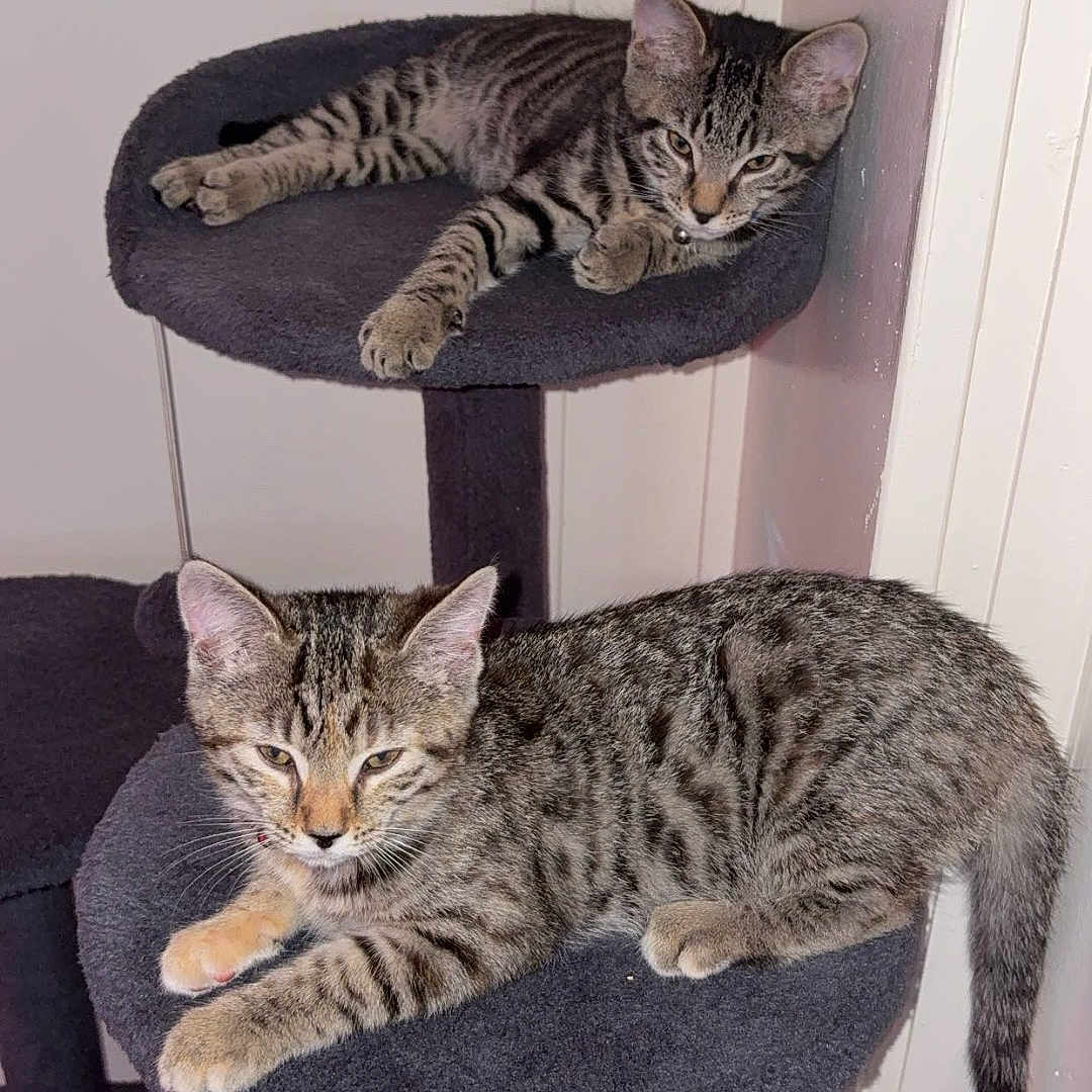 Luna And Leo is registered to the contest to win money with this photo: animal, cat, cat_tree, cute, domestic_cat, ears, feline, fur, indoor, kitten, paws, pet, playful, relaxed, resting, striped, tabby, two_cats, whiskers, young_cat