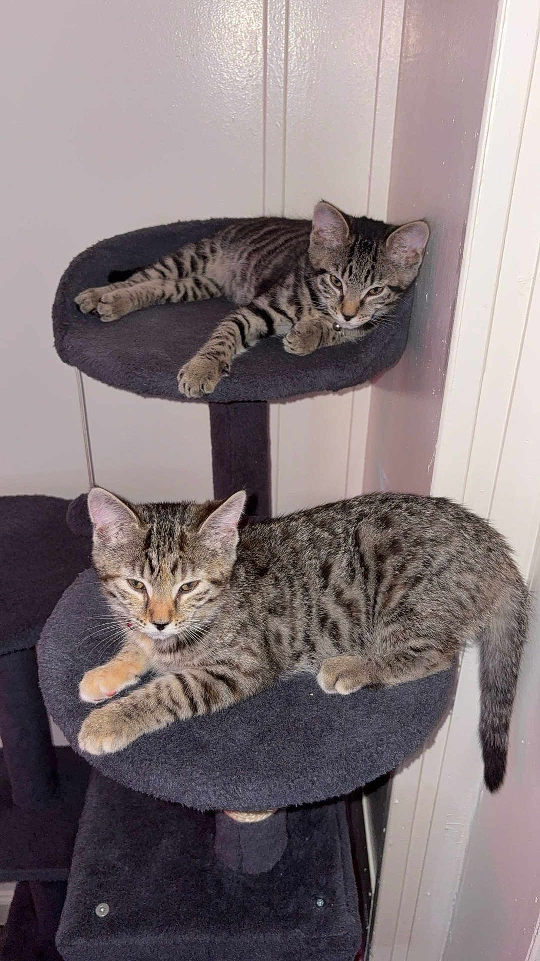 Luna And Leo