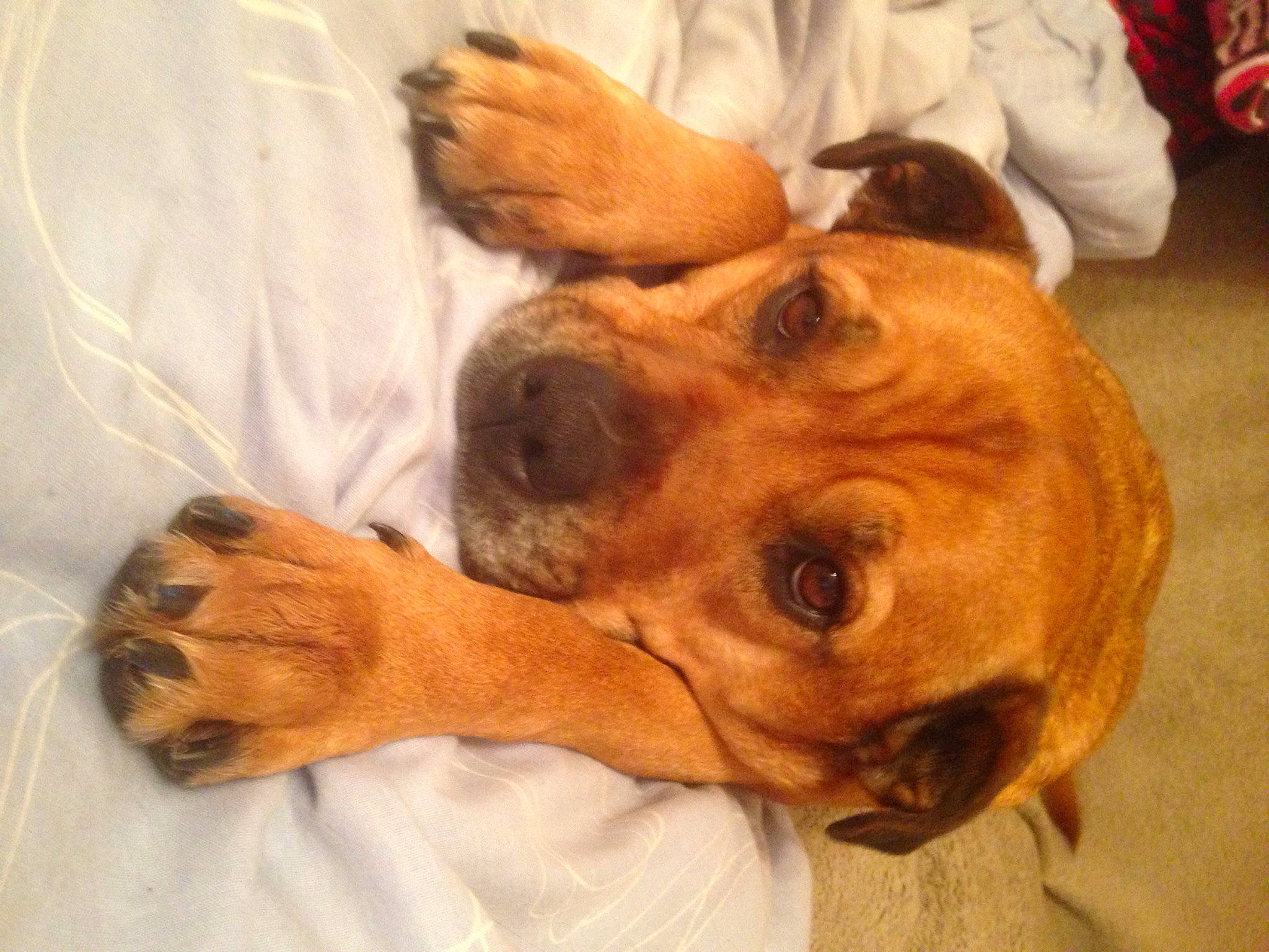 Izzy is registered to the contest to win money with this photo: carnivore, collar, comfort, companion_dog, dog, dog_breed, dog_collar, dog_supply, ear, fawn, fur, gesture, guard_dog, liver, mammal, paw, puppy_love, whiskers, wood, working_animal