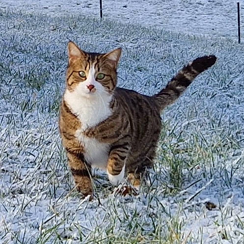 Tigris participe au concours pour gagner de l'argent avec cette photo : carnivore, cat, claw, domestic_short_haired_cat, eye, fawn, felidae, fur, grass, paw, plant, sitting, small_to_medium_sized_cats, snout, snow, tail, terrestrial_animal, tree, whiskers, winter