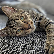 Chéyanne a rejoint le concours — aidez-le/la à gagner de superbes lots ! cat, tabby, close_up, green_eyes, paw, claws, lying_down, relaxed, indoor, fabric, pattern, whiskers, fur, pet, animal, cute, portrait, resting, soft_light, cozy
