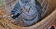 Chéyanne participe au concours pour gagner de l'argent avec cette photo : cat, tabby, basket, woven_basket, wooden_table, blanket, green_eyes, indoor, pet, feline, curious, resting, cozy, patterned_blanket, household, animal, domestic, relaxed, ears, fur