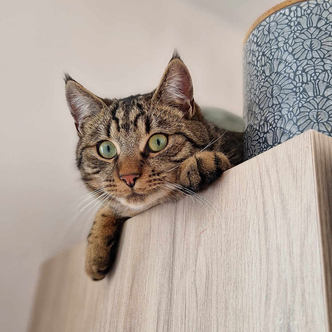 Chéyanne a rejoint le concours — aidez-le/la à gagner de superbes lots ! cat, tabby, green_eyes, pet, indoor, wooden_cabinet, decorative_pot, curious, perched, paw, feline, close_up, domestic_cat, animal, cute, portrait, resting, looking, ears, whiskers