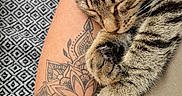Chéyanne a rejoint le concours — aidez-le/la à gagner de superbes lots ! animal, arm, cat, close_up, cozy, cute, fur, human_arm, indoor, napping, patterned_carpet, paw, pet, relaxation, resting, skin, sleeping, tabby_cat, tattoo, texture