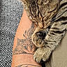 Chéyanne a rejoint le concours — aidez-le/la à gagner de superbes lots ! cat, tabby_cat, sleeping, tattoo, arm, paw, fur, patterned_carpet, close_up, indoor, cozy, resting, animal, pet, cute, napping, relaxation, human_arm, skin, texture