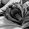cat, close_up, yawning, teeth, tongue, whiskers, fur, black_and_white, texture, knitted_fabric, relaxation, animal, pet, sleepy, mouth_open, portrait, feline, indoor, cozy, detail