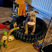 Arkan participe au concours pour gagner de l'argent avec cette photo : puppy, dog, pet_bed, toy, floor, wood, indoor, cute, animal, pet, play, cozy, adorable, small, young, brown, white_chest, ears, looking, house